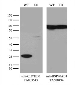 CHCHD3 Monoclonal Antibody (OTI3E10), TrueMAB , OriGene:Antibodies:Primary