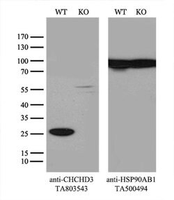 CHCHD3 Monoclonal Antibody (OTI3E10), TrueMAB , OriGene:Antibodies:Primary