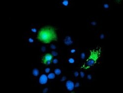 CHCHD5 Monoclonal Antibody (OTI3H3), TrueMAB , OriGene 100 &mu;L; Unconjugated:Antibodies,