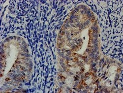 CHCHD5 Monoclonal Antibody (OTI6G6), TrueMAB , OriGene 100 &mu;L; Unconjugated:Antibodies,