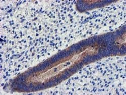 CHCHD5 Monoclonal Antibody (OTI3H3), TrueMAB , OriGene 100 &mu;L; Unconjugated:Antibodies,