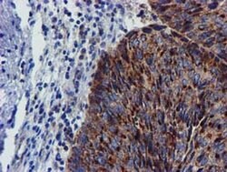 CHCHD5 Monoclonal Antibody (OTI3H3), TrueMAB , OriGene 100 &mu;L; Unconjugated:Antibodies,