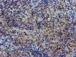 CHCHD5 Monoclonal Antibody (OTI3H3), TrueMAB , OriGene 100 &mu;L; Unconjugated:Antibodies,