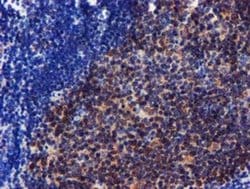 CHCHD5 Monoclonal Antibody (OTI3H3), TrueMAB , OriGene 100 &mu;L; Unconjugated:Antibodies,