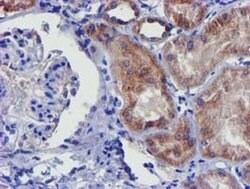 CHCHD5 Monoclonal Antibody (OTI3H3), TrueMAB , OriGene 100 &mu;L; Unconjugated:Antibodies,