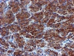 CHCHD5 Monoclonal Antibody (OTI3H3), TrueMAB , OriGene 100 &mu;L; Unconjugated:Antibodies,