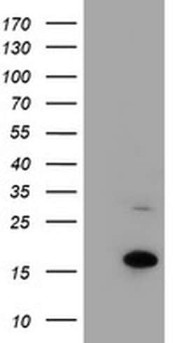 CHCHD5 Monoclonal Antibody (OTI6G6), TrueMAB , OriGene 100 &mu;L; Unconjugated:Antibodies,