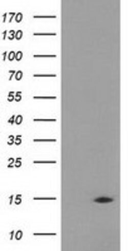 CHCHD5 Mouse anti-Human, Clone: OTI6G8, lyophilized, TrueMAB 100 &mu;g;