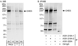 CHD3 Rabbit anti-Human, Polyclonal, Bethyl Laboratories 100 &mu;L; Unconjugated:Antibodies,