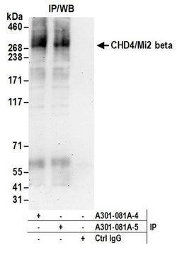 CHD4/Mi2 beta Rabbit anti-Human, Mouse, Polyclonal, Bethyl Laboratories