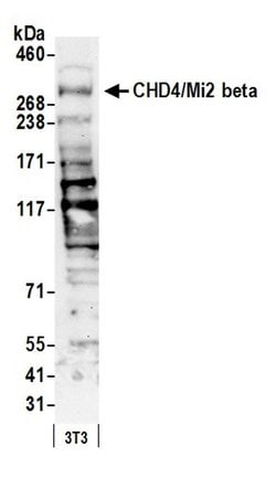 CHD4/Mi2 beta Rabbit anti-Human, Mouse, Polyclonal, Bethyl Laboratories