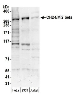 CHD4/Mi2 beta Rabbit anti-Human, Mouse, Polyclonal, Bethyl Laboratories