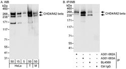 CHD4/Mi2 beta Rabbit anti-Human, Mouse, Polyclonal, Bethyl Laboratories