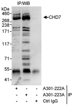 CHD7 Rabbit anti-Human, Polyclonal, Bethyl Laboratories 10 &mu;L; Unconjugated:Antibodies,