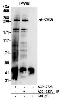 CHD7 Rabbit anti-Human, Polyclonal, Bethyl Laboratories 10 &mu;L; Unconjugated:Antibodies,