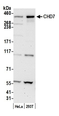 CHD7 Rabbit anti-Human, Polyclonal, Bethyl Laboratories 100 &mu;L; Unconjugated:Antibodies,