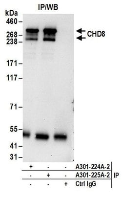 CHD8 Rabbit anti-Human, Mouse, Polyclonal, Bethyl Laboratories 100 &mu;L;