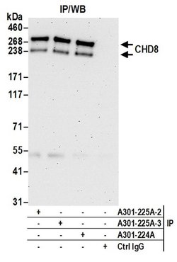 CHD8 Rabbit anti-Human, Mouse, Polyclonal, Bethyl Laboratories 100 &mu;L;