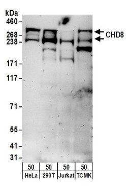 CHD8 Rabbit anti-Human, Mouse, Polyclonal, Bethyl Laboratories 100 &mu;L;