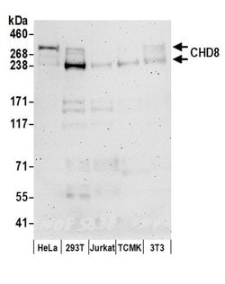 CHD8 Rabbit anti-Human, Mouse, Polyclonal, Bethyl Laboratories 100 &mu;L;