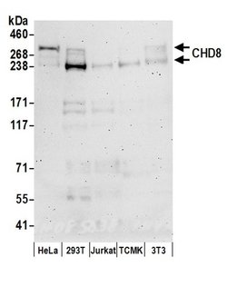 CHD8 Polyclonal Antibody, Bethyl Laboratories:Antibodies:Primary Antibodies