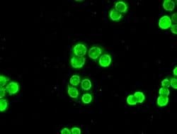 CHEK2 Mouse anti-Canine, Human, Clone: OTI5C4, liquid, TrueMAB 100 &mu;L;