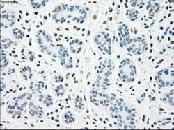 CHEK2 Mouse anti-Canine, Human, Clone: OTI5C4, liquid, TrueMAB 100 &mu;L;