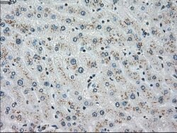 CHEK2 Mouse anti-Canine, Human, Clone: OTI5C4, liquid, TrueMAB 100 &mu;L;