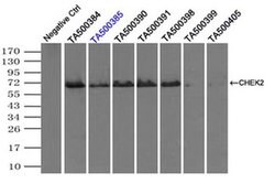 CHEK2 Mouse anti-Canine, Human, Clone: OTI4C10, liquid, TrueMAB 100 &mu;L;