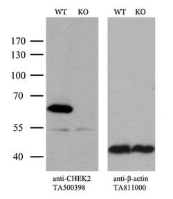 CHEK2 Mouse anti-Canine, Human, Clone: OTI5C4, liquid, TrueMAB 100 &mu;L;