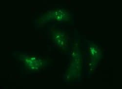 CHGA Monoclonal Antibody (OTI2F2), TrueMAB , OriGene:Antibodies:Primary