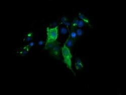 CHGA Mouse anti-Human, Clone: OTI1B8, lyophilized, TrueMAB 100 &mu;g; Unconjugated:Antibodies,