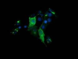 CHGA Monoclonal Antibody (OTI1B8), TrueMAB , OriGene 100 &mu;L; Unconjugated:Antibodies,