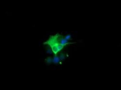 CHGA Monoclonal Antibody (OTI2B11), TrueMAB , OriGene:Antibodies:Primary