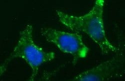 CHGA Monoclonal Antibody (OTI1H2), TrueMAB , OriGene:Antibodies:Primary