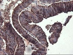 CHGA Monoclonal Antibody (OTI2F2), TrueMAB , OriGene 100 &mu;L; Unconjugated:Antibodies,