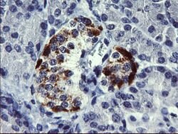 CHGA Mouse anti-Human, Clone: OTI1B8, lyophilized, TrueMAB 100 &mu;g; Unconjugated:Antibodies,