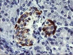 CHGA Monoclonal Antibody (OTI1B8), TrueMAB , OriGene 100 &mu;L; Unconjugated:Antibodies,