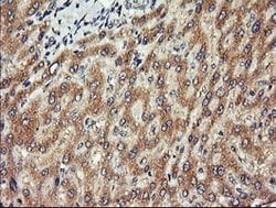 CHGA Mouse anti-Human, Mouse, Clone: OTI2E12, lyophilized, TrueMAB 100