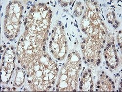 CHGA Monoclonal Antibody (OTI2B11), TrueMAB , OriGene 100 &mu;L; Unconjugated:Antibodies,