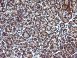 CHGA Monoclonal Antibody (OTI1H2), TrueMAB , OriGene 100 &mu;L; Unconjugated:Antibodies,