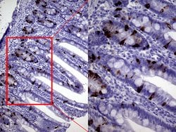 CHGA Monoclonal Antibody (OTI1H2), TrueMAB , OriGene 100 &mu;L; Unconjugated:Antibodies,