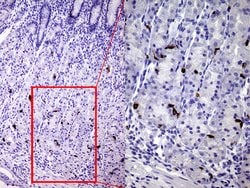 CHGA Monoclonal Antibody (OTI1H2), TrueMAB , OriGene 100 &mu;L; Unconjugated:Antibodies,