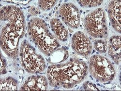 CHGA Monoclonal Antibody (OTI1H2), TrueMAB , OriGene 100 &mu;L; Unconjugated:Antibodies,