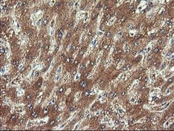 CHGA Monoclonal Antibody (OTI1H2), TrueMAB , OriGene:Antibodies:Primary
