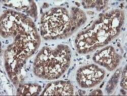 CHGA Monoclonal Antibody (OTI1B7), TrueMAB , OriGene 100 &mu;L; Unconjugated:Antibodies,