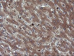 CHGA Monoclonal Antibody (OTI1B7), TrueMAB , OriGene 100 &mu;L; Unconjugated:Antibodies,