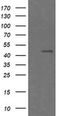 CHGA Monoclonal Antibody (OTI1G3), TrueMAB , OriGene 100 &mu;L | Buy Online | Origene Technologies | Fisher Scientific
