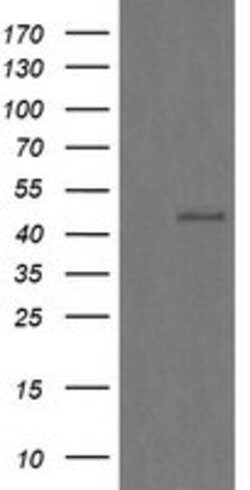 CHGA Mouse anti-Human, Clone: OTI1B8, lyophilized, TrueMAB 100 &mu;g; Unconjugated:Antibodies,