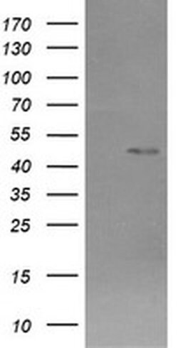 CHGA Mouse anti-Human, Mouse, Clone: OTI2E12, TrueMAB , Origene 30 &mu;L;